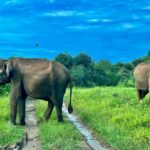 ElefantenYalaNationalparkSriLanka