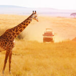 Giraffe Kenia