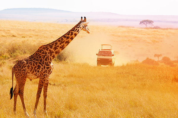 Giraffe Kenia