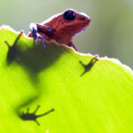 CostaRica-Blue Jeans Frog