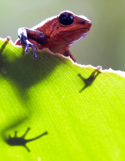 Costa Rica