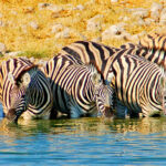 Zebras