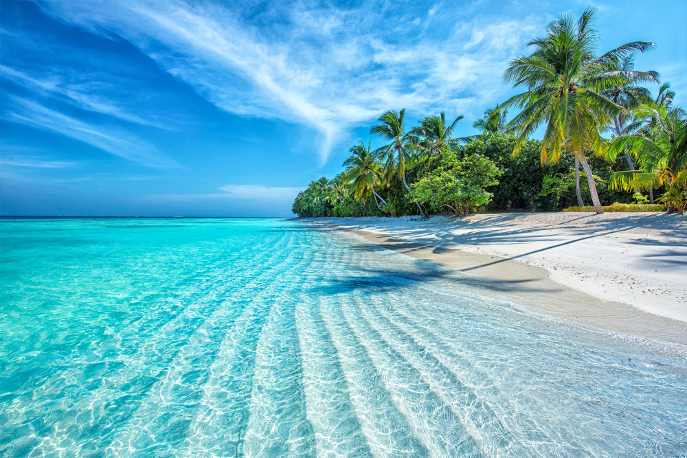 Karibischer Strand mit türkisem, seichten Wasser und Palmen