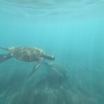 Meeresschildkröte