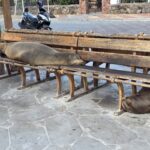 Seelöwen in St. Cristobal