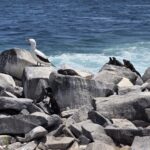 Nazcatölpel und Leguane