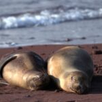 Galapagos Seelöwen auf Rábida