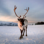 Beautiful,Arctic,Reindeer,With,Large,Antlers Beautiful,Arctic,Reindeer,With,Large,Antlers